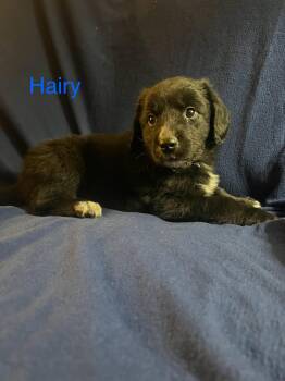 Labrador Retriever Dogs Available for Adoption - Hairy | PetCurious