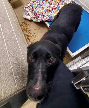 Rescue Border Collie and Labrador Retriever Dogs for Adoption in St. Louis, Missouri - KOVU | PetCurious