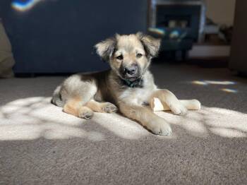 Lima Bean -  Australian Shepherd Dog Available for Adoption in Pagosa Springs, Colorado - Lima Bean | PetCurious