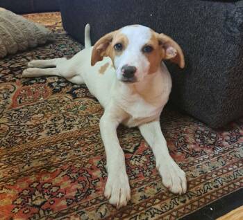 Cheryl -  Mixed Breed Dog for Adoption in Grand Rapids, Michigan - Cheryl | PetCurious