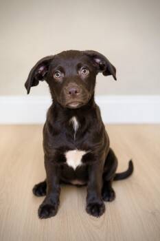 Chocolate Labrador Retriever and Dachshund Dogs Available for Adoption in Baton Rouge, Louisiana - Lennon | PetCurious