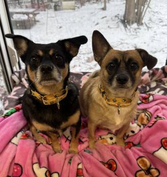 Mixed Breed Dogs Available for Adoption - Banjo And Squirt (pair) | PetCurious