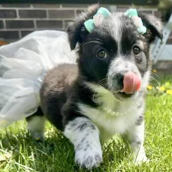Border Collie and Australian Cattle Dog Blue Heeler Dogs Available for Adoption in Ottawa Hills, Ohio - Indie | PetCurious
