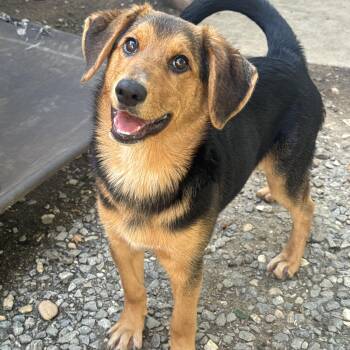 Navy -  Mixed Breed Dog for Adoption in Fredericksburg, Virginia - Navy | PetCurious