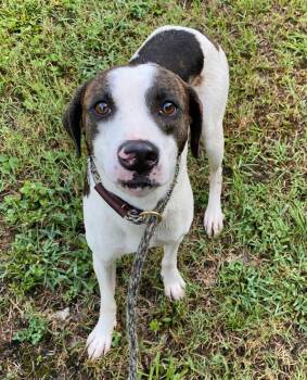 Walker -  Feist Dog for Adoption in Monroe, Georgia - Walker | PetCurious