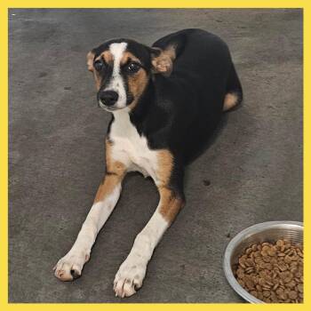 Mixed Breed Dogs Available for Adoption in Volcano, Hawaii - Trinity | PetCurious