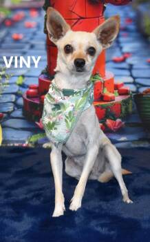 Rescue Chihuahua Dogs for Adoption in Marana, Arizona - COREY | PetCurious