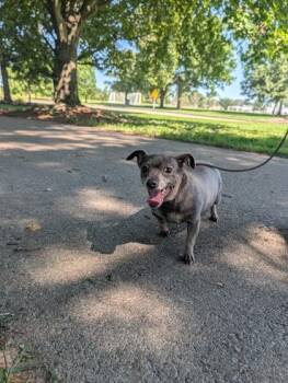 Nellie -  Mixed Breed Dog for Adoption in Cincinnati, Ohio - Nellie | PetCurious