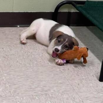 Bel Air -  Shepherd and Mixed Breed Dog for Adoption in Binghamton, New York - Bel Air | PetCurious