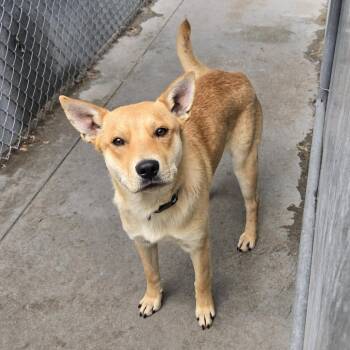 Ohio 26-195 -  Labrador Retriever Dog for Adoption in Tawas City, Michigan - Ohio 26-195 | PetCurious
