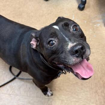 Maggie Mae -  Staffordshire Bull Terrier and Mixed Breed Dog for Adoption in Lakeland, Florida - Maggie Mae | PetCurious