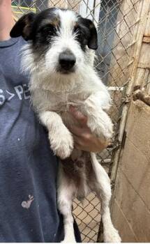 Macaroni -  Wirehaired Terrier and Rat Terrier Dog for Adoption in Thompson Falls, Montana - Macaroni | PetCurious