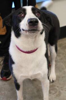 Lily -  Border Collie and Mixed Breed Dog for Adoption in Bowling Green, Kentucky - Lily | PetCurious