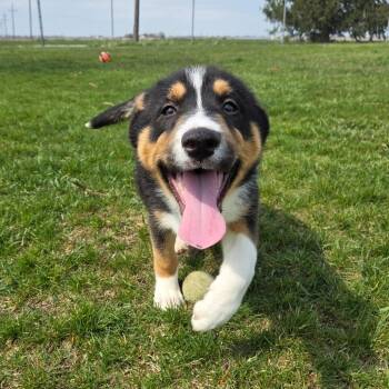 Australian Shepherd and Siberian Husky Dogs Available for Adoption - Jeter | PetCurious