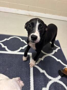 Marshal -  Mixed Breed Dog for Adoption in Metter, Georgia - Marshal | PetCurious