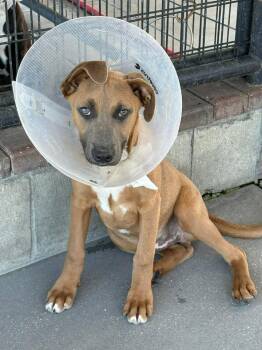 Mixed Breed Dogs Available for Adoption in Ocala, Florida - Bullseye | PetCurious