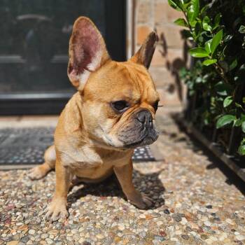 French Bulldog Dogs Available for Adoption - Chauncey | PetCurious
