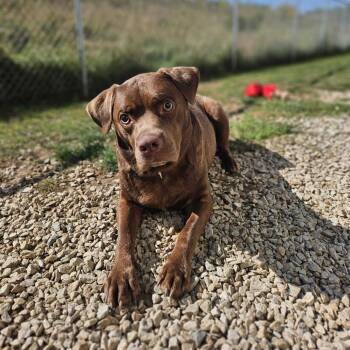 Rescue Mixed Breed Dogs for Adoption in Dover, New Hampshire - Kevin | PetCurious
