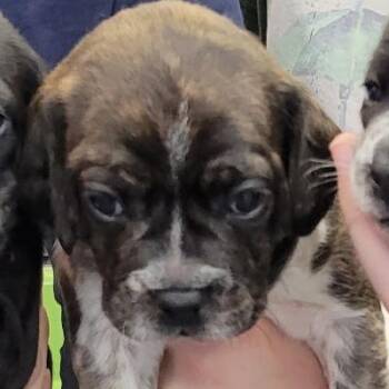 Snoopy -  Mixed Breed Dog for Adoption in Montgomery, Alabama - Snoopy | PetCurious