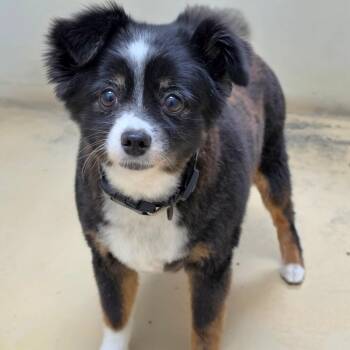 Annie - Chino Hills Location -  Australian Shepherd Dog for Adoption in Chino Hills, California - Annie - Chino Hills Location | PetCurious