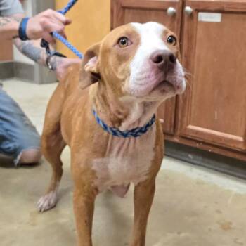 Olive 060305U -  Pit Bull Terrier and Mixed Breed Dog for Adoption in Tupelo, Mississippi - Olive 060305U | PetCurious