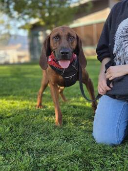 Benny -  Redbone Coonhound Dog for Adoption in Salmon, Idaho - Benny | PetCurious
