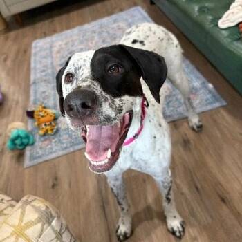 Nellie Noble and Nurturing -  German Shorthaired Pointer and Dalmatian Dog for Adoption in Friendswood, Texas - Nellie Noble And Nurturing | PetCurious