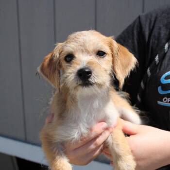 Nymph -  Terrier and Mixed Breed Dog for Adoption in Vacaville, California - Nymph | PetCurious