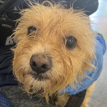 Brandi -  Mixed Breed Dog for Adoption in Philadelphia, Pennsylvania - Brandi | PetCurious
