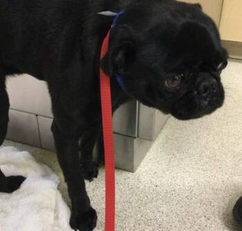 Pug Dogs Available for Adoption in Riverside, California - A1916290 | PetCurious