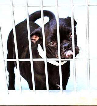 Gianna -  Pug Dog for Adoption in San Diego, California - Gianna | PetCurious