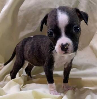 Panda Bear (Bear x10(5)) -  Terrier Dog for Adoption in Hartsville, South Carolina - Panda Bear (Bear X10(5)) | PetCurious