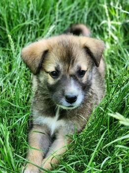 Emmy -  Shepherd Dog for Adoption in Lafayette, Colorado - Emmy | PetCurious