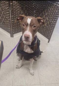 Pit Bull Terrier Dogs Available for Adoption - AVA | PetCurious