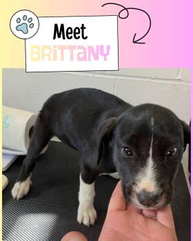 Brittany -  Shepherd Dog for Adoption in Sulphur, Kentucky - Brittany | PetCurious