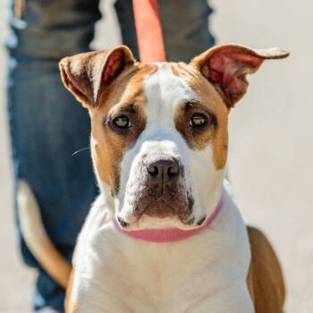 Rescue Pit Bull Terrier and Boxer Dogs for Adoption in Oakland, California - Brooklyn | PetCurious