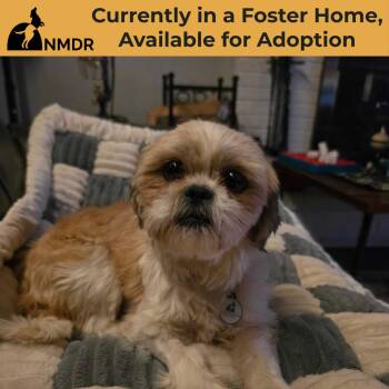 Fancy (JY26-124) -  Shih Tzu Dog for Adoption in Peyton, Colorado - Fancy (JY26-124) | PetCurious