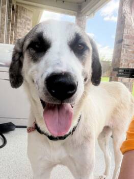 Lua -  Anatolian Shepherd Dog for Adoption in Coldwater, Michigan - Lua | PetCurious