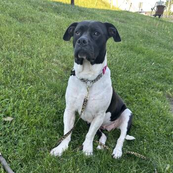 Boxer and Pit Bull Terrier Dogs Available for Adoption in Schenectady, New York - Miranda | PetCurious