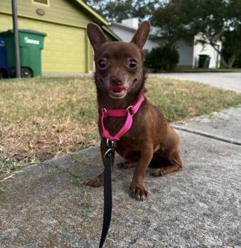 Mocha Mouse -  Chihuahua Dog for Adoption in Boston, Massachusetts - Mocha Mouse | PetCurious