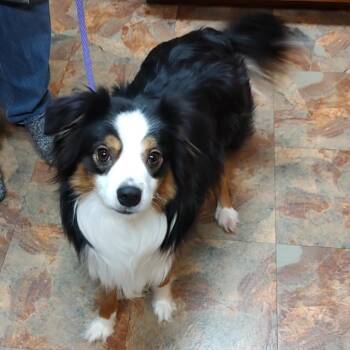 Australian Shepherd Dogs Available for Adoption - Tucker | PetCurious