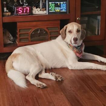 Great Pyrenees and Mixed Breed Dogs Available for Adoption in Stormville, New York - CT Remy | PetCurious