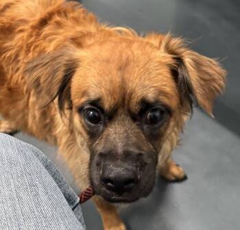 Extra Sauce -  Mixed Breed Dog for Adoption - Extra Sauce | PetCurious