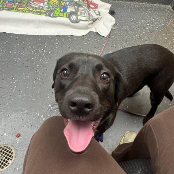 Farrah (Adoption Fee Sponsored) -  Mixed Breed Dog for Adoption in Columbiana, Alabama - Farrah (Adoption Fee Sponsored) | PetCurious