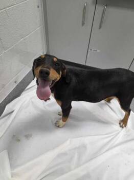 Mixed Breed Dogs Available for Adoption in Sevierville, Tennessee - Ester | PetCurious