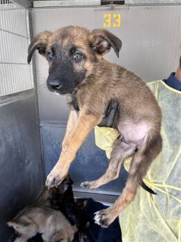 AAD New Arrival! Flint - 26131 -  German Shepherd Dog Dog for Adoption in Armonk, New York - AAD New Arrival! Flint - 26131 | PetCurious