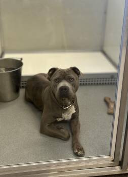 Rescue Pit Bull Terrier Dogs for Adoption in Victorville, California - Pretty Boy #3840  (901) | PetCurious