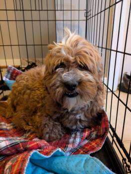 Milkshake -  Shih Tzu and Poodle Dog for Adoption - Milkshake | PetCurious