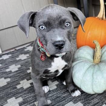 Susan -  Pit Bull Terrier and Mixed Breed Dog for Adoption in Portland, Oregon - Susan | PetCurious