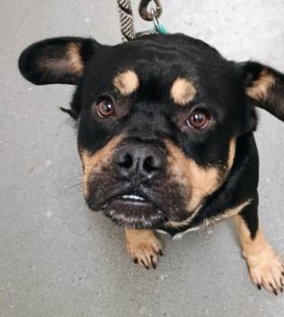 Rescue Rottweiler Dogs for Adoption in Lawrenceville, Georgia - Pen 177 | PetCurious